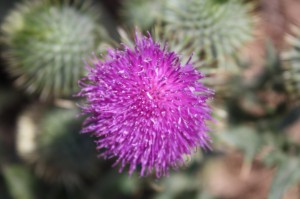 IMG_1079