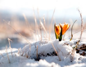 februar 60 ára og eldri