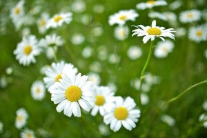 4-april-daisies